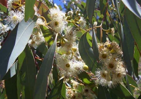 Eucalyptus melliodora photo