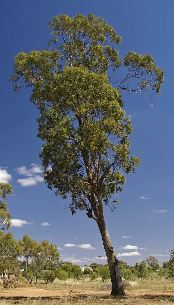 Eucalyptus melliodora photo
