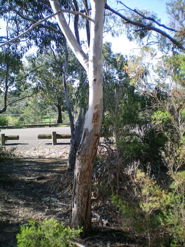 Eucalyptus melliodora photo