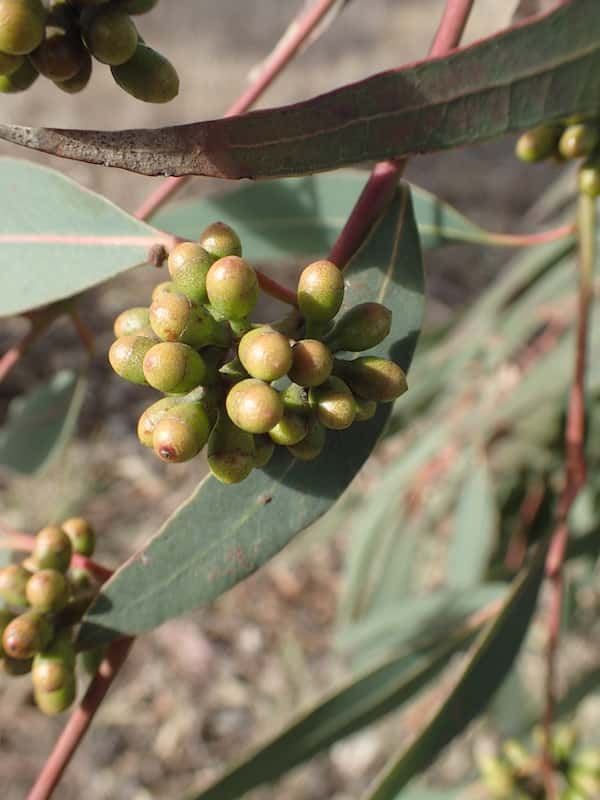 Eucalyptus michaeliana photo