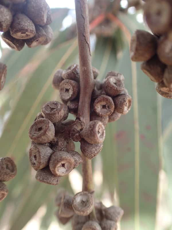Eucalyptus michaeliana photo