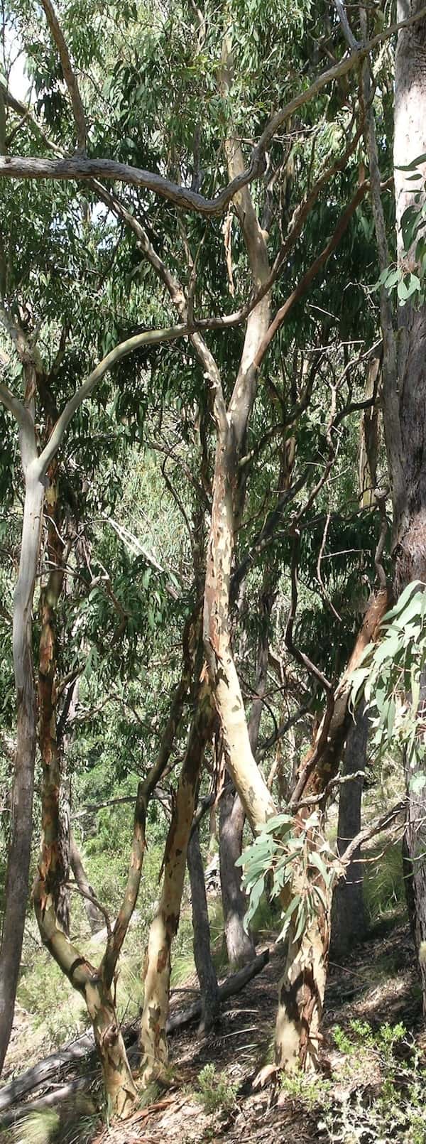 Eucalyptus michaeliana photo