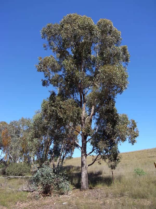 Eucalyptus microcarpa photo
