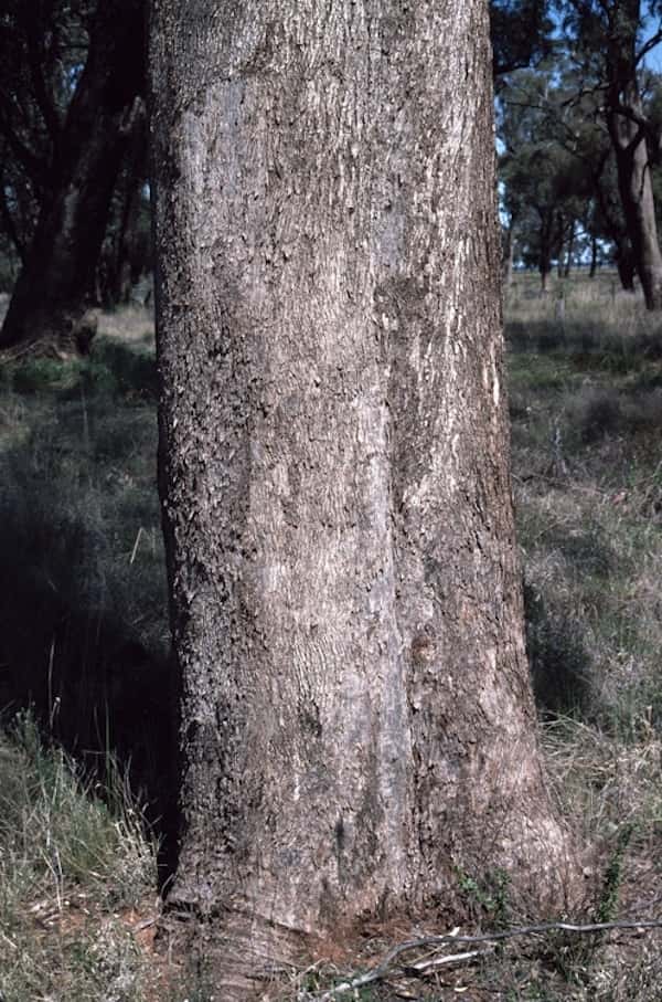 Eucalyptus microcarpa photo