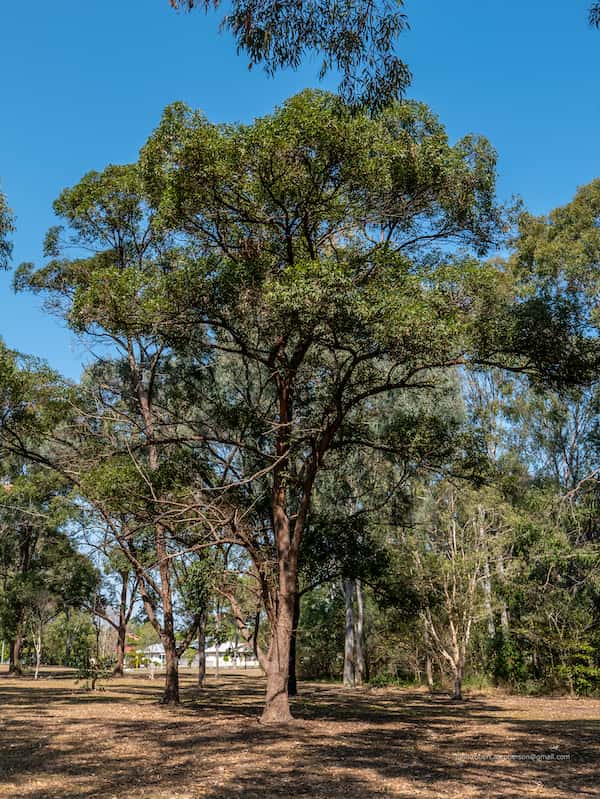 Eucalyptus microcorys photo