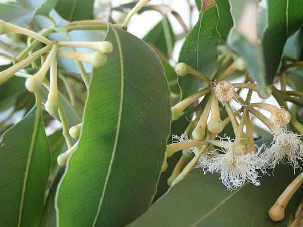 Eucalyptus microcorys photo