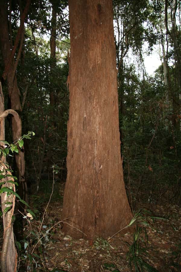 Eucalyptus microcorys photo