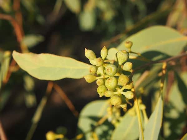 Eucalyptus microtheca photo