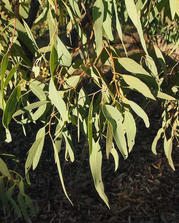 Eucalyptus microtheca photo