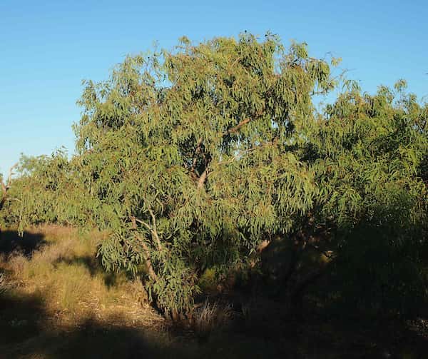 Eucalyptus microtheca photo