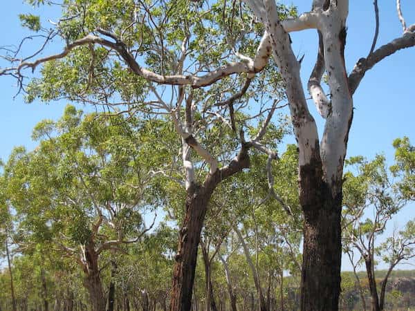 Eucalyptus miniata photo