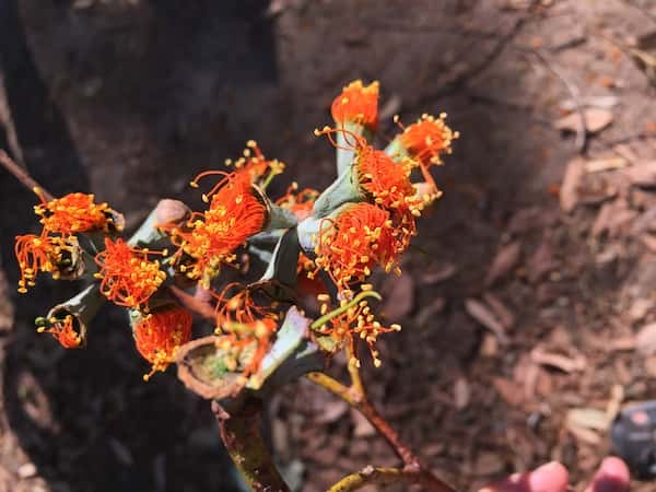 Eucalyptus miniata photo