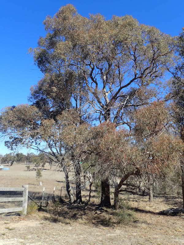 Eucalyptus nicholii photo