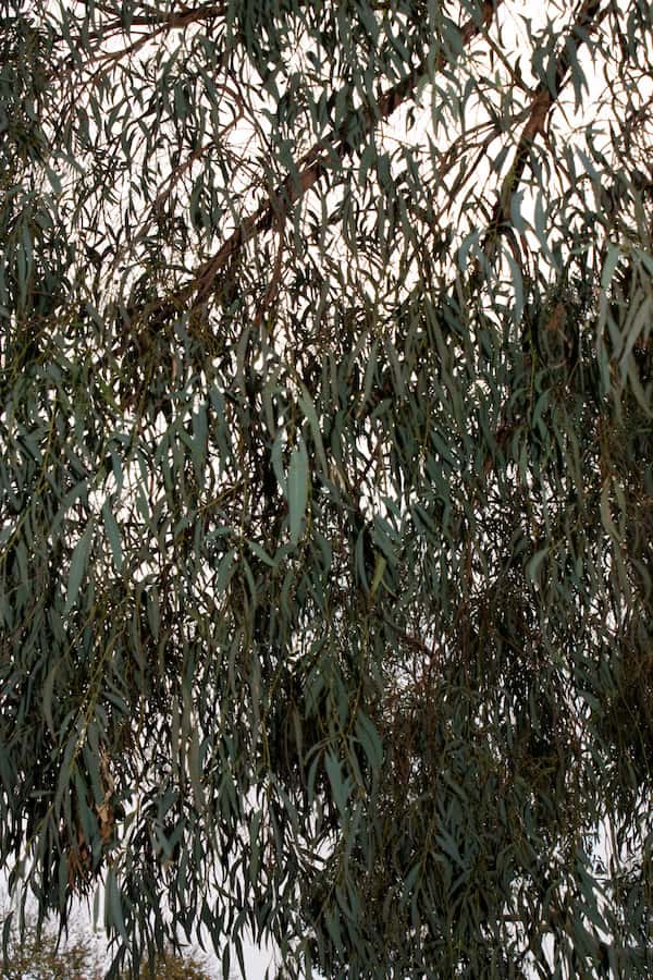 Eucalyptus nicholii photo