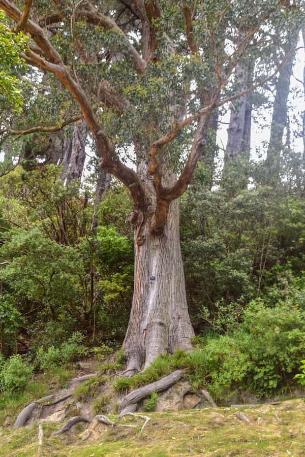 Eucalyptus obliqua photo