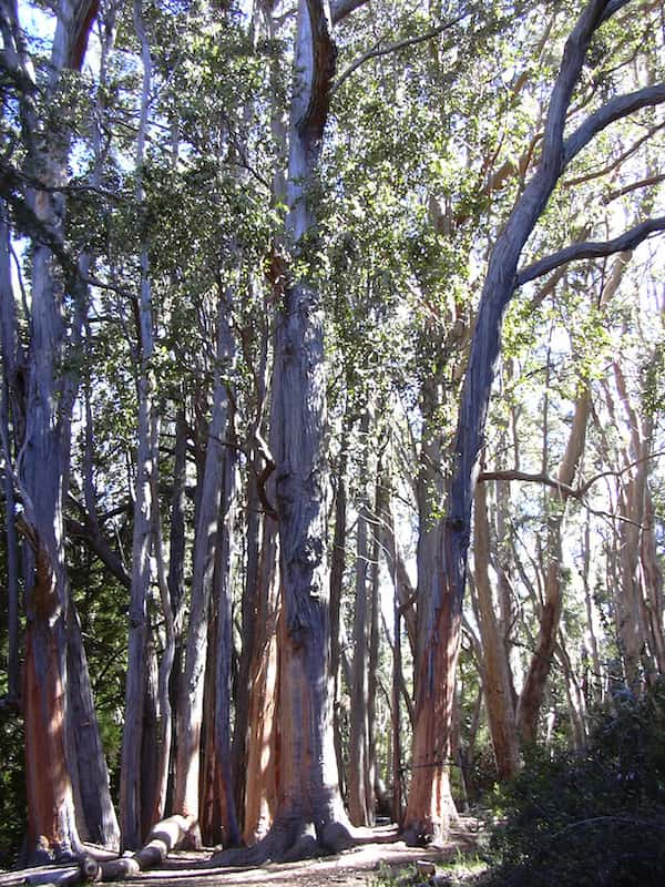 Eucalyptus obliqua photo