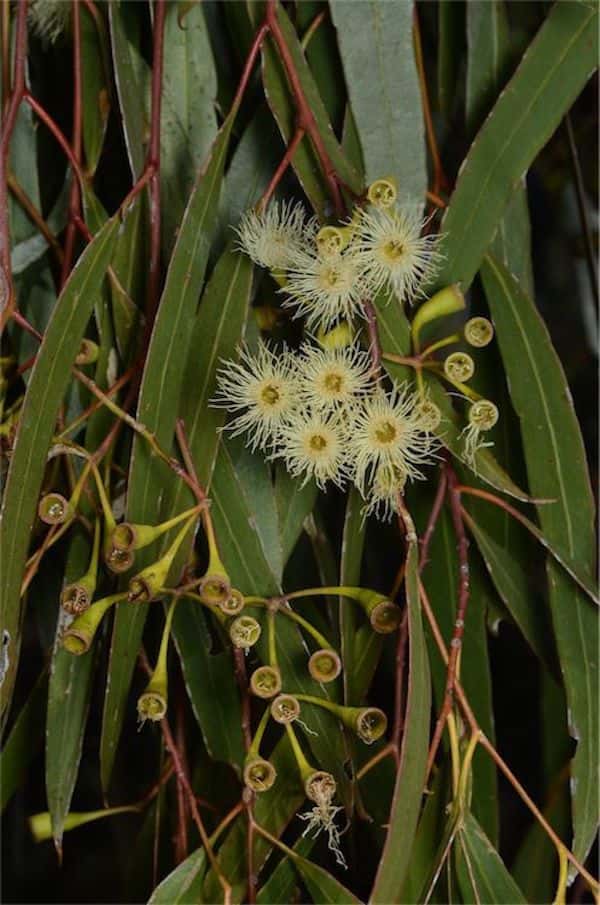 Eucalyptus ochrophloia photo