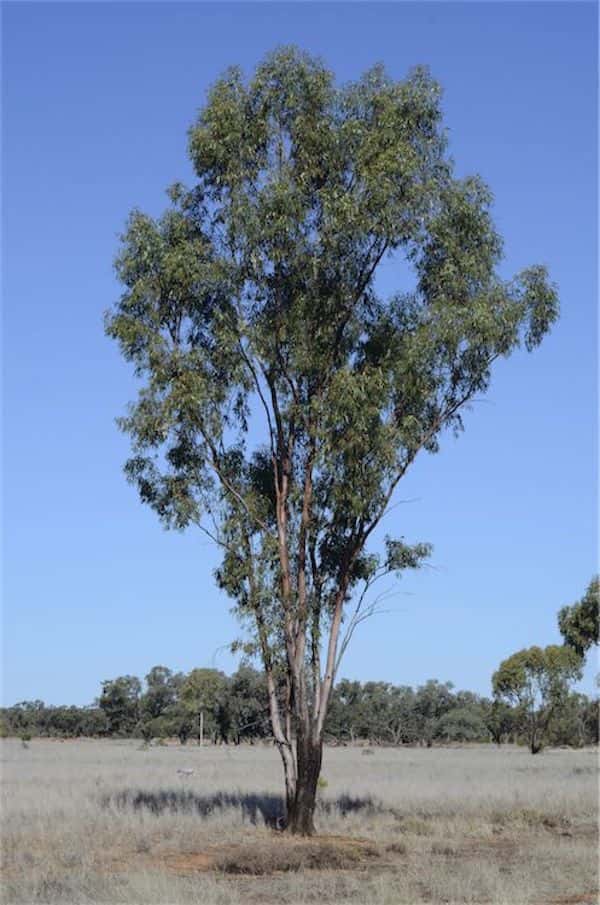 Eucalyptus ochrophloia photo