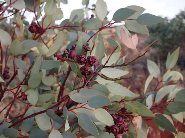 Eucalyptus pachyphylla photo