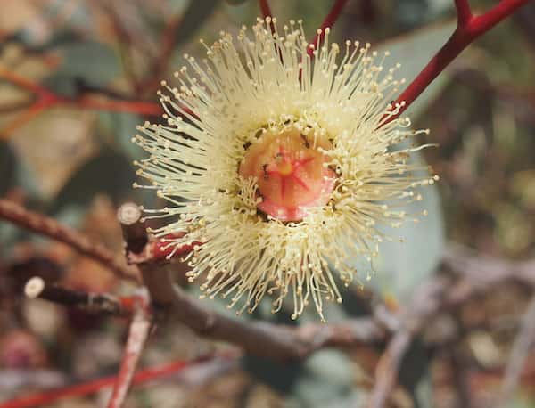 Eucalyptus pachyphylla photo