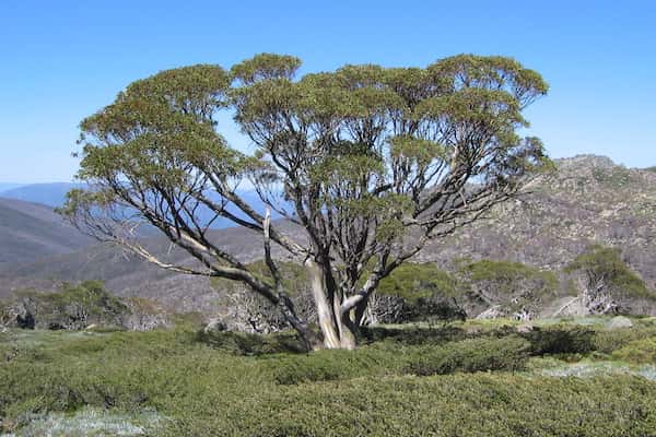 Eucalyptus pauciflora photo