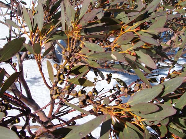 Eucalyptus pauciflora photo