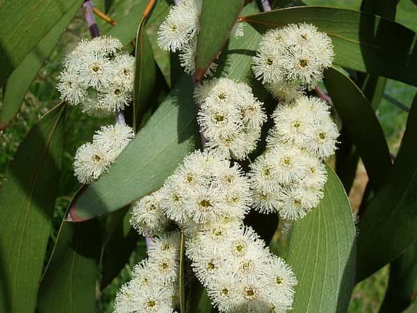 Eucalyptus pauciflora photo