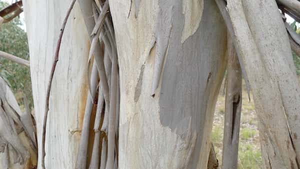 Eucalyptus pauciflora photo