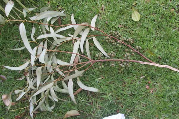 Eucalyptus pilularis photo