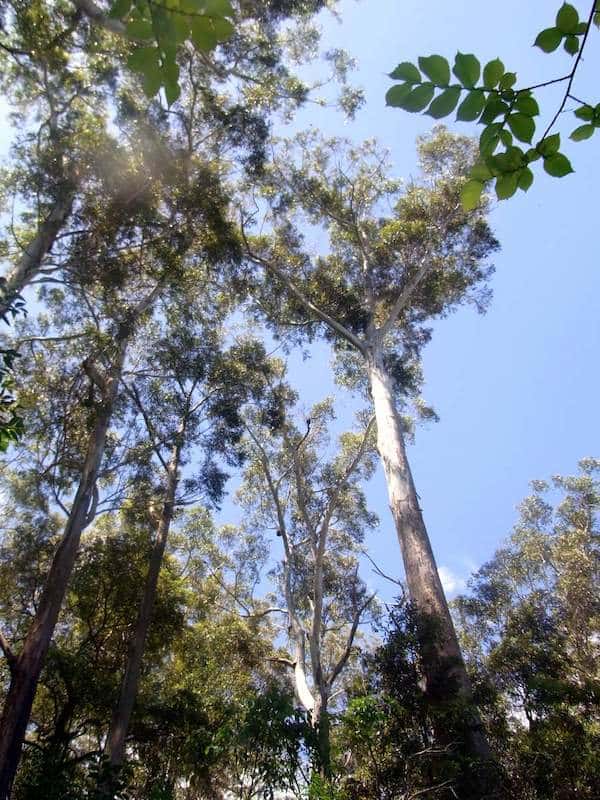 Eucalyptus pilularis photo