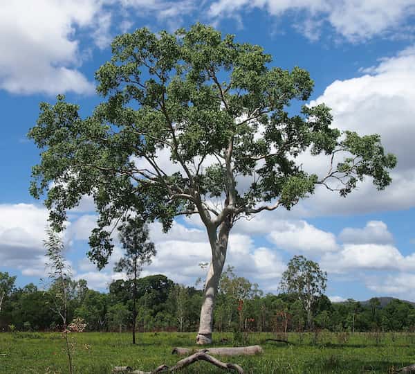 Eucalyptus platyphylla photo