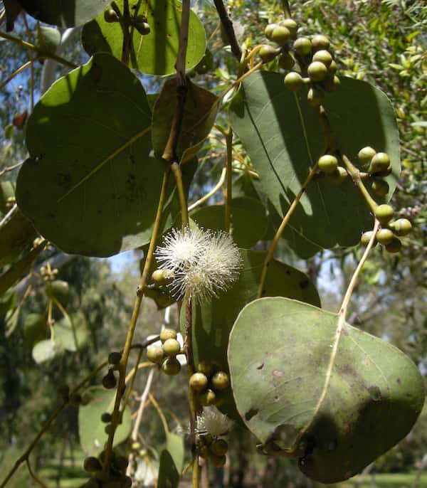 Eucalyptus platyphylla photo