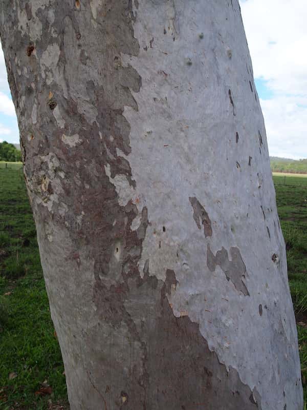Eucalyptus platyphylla photo