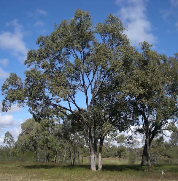 Eucalyptus populnea photo