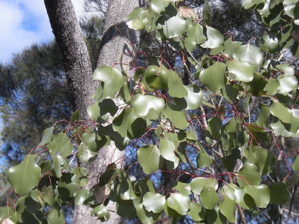 Eucalyptus populnea photo