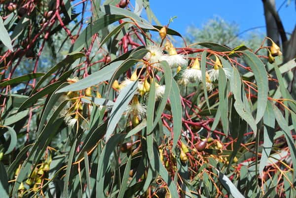 Eucalyptus porosa photo