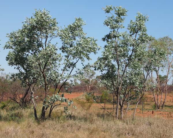 Eucalyptus pruinosa photo