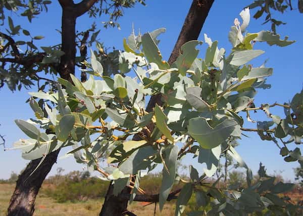 Eucalyptus pruinosa photo