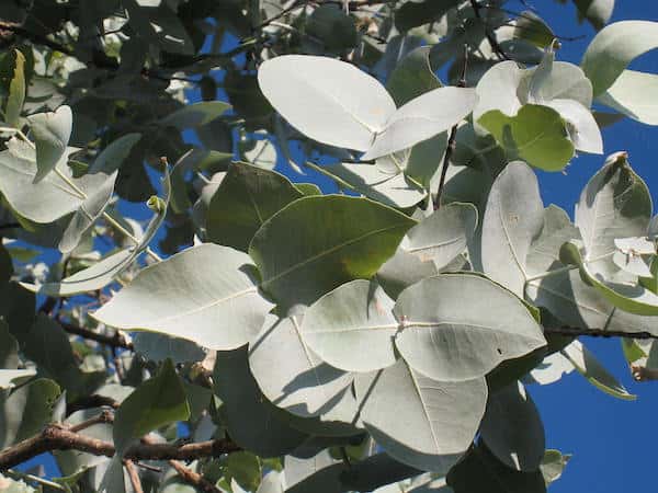 Eucalyptus pruinosa photo