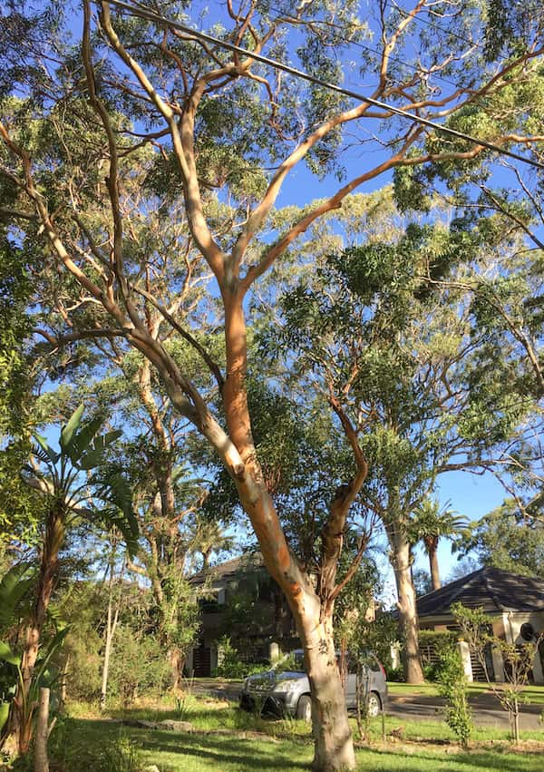 Eucalyptus punctata photo