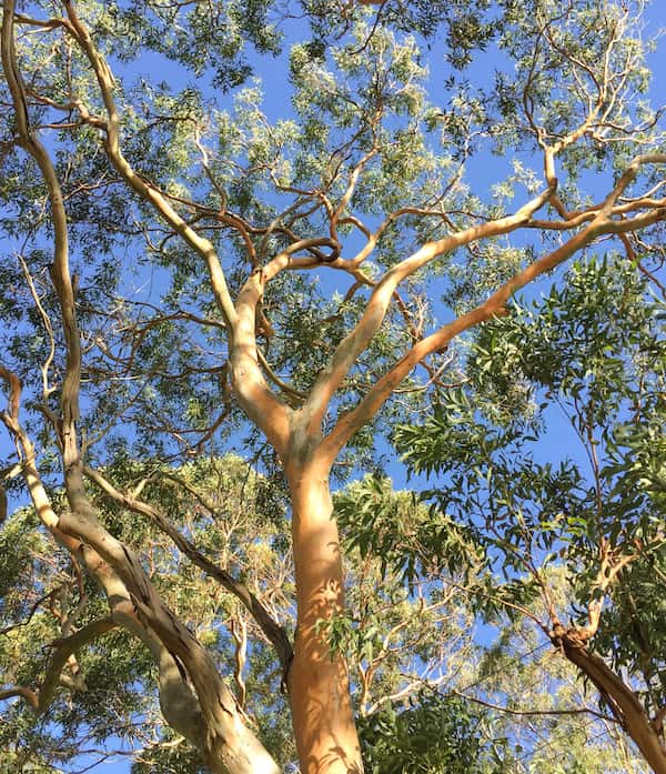 Eucalyptus punctata photo