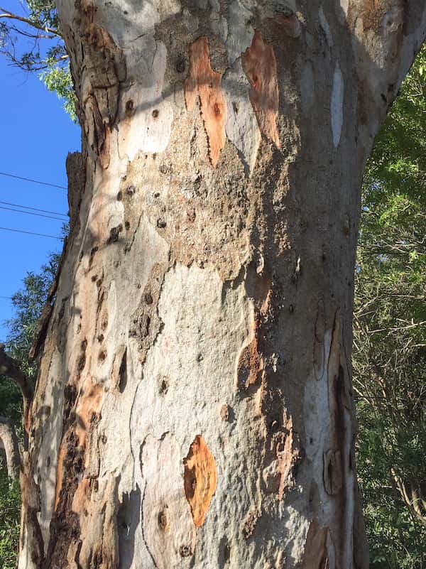 Eucalyptus punctata photo