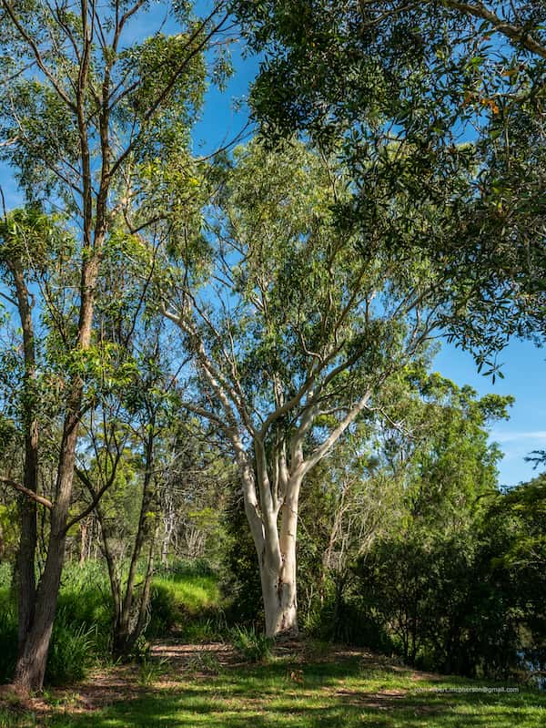 Eucalyptus racemosa photo