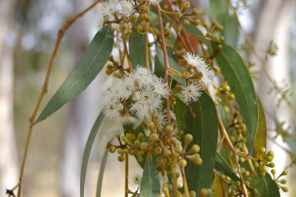 Eucalyptus racemosa photo