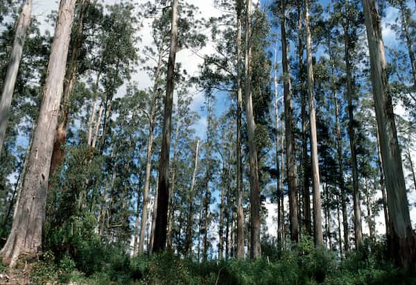 Eucalyptus regnans photo