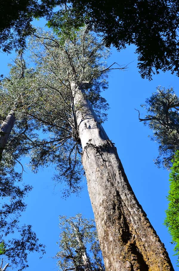 Eucalyptus regnans photo