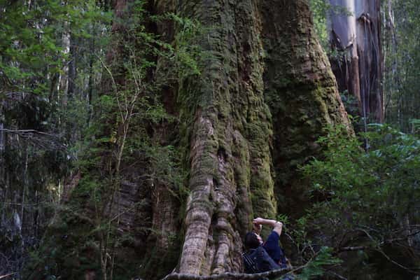 Eucalyptus regnans photo