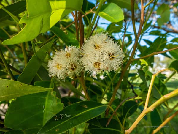 Eucalyptus robusta photo