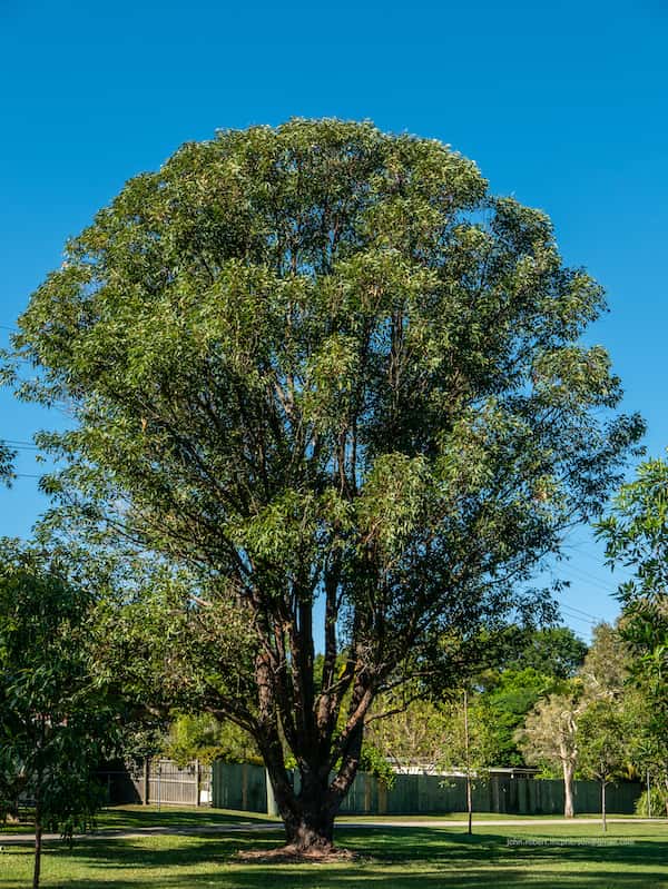 Eucalyptus robusta photo