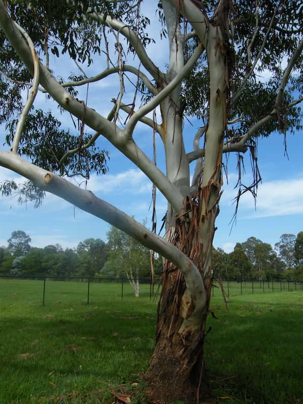 Eucalyptus saligna photo